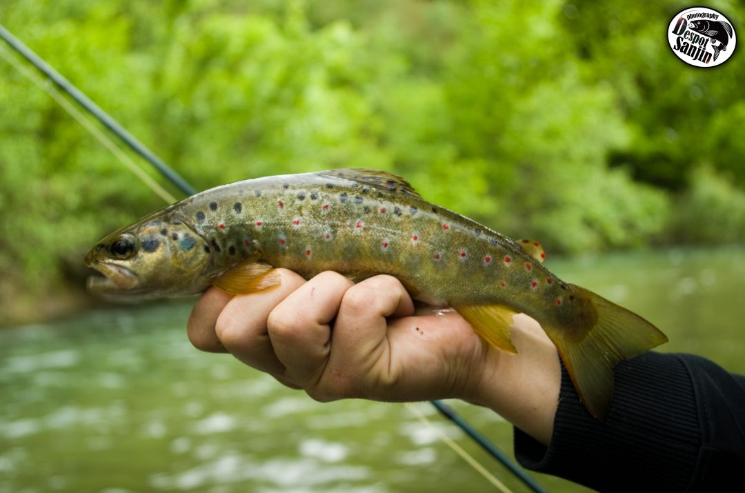 Kamačnik, idealno mjesto za aktivni odmor | Visit Vrbovsko
